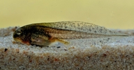 Hyla squirella