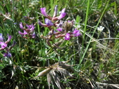 Astragalus missouriensis