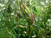 Astragalus atropubescens