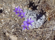 Brodiaea elegans ssp. elegans