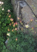 Aquilegia formosa x pubescens