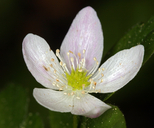 Anemone oregana