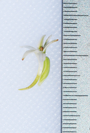 Piperia elegans ssp. elegans