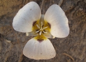 Calochortus leichtlinii