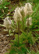 Pulsatilla occidentalis