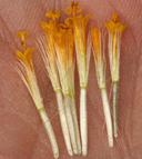 Arnica latifolia