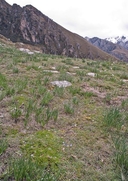Astragalus uniflorus