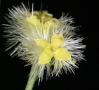 Photo of Galium serpenticum ssp. scotticum