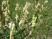 Hedysarum sulphurescens