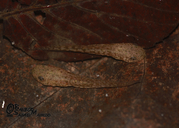 Pelophylax ridibundus