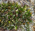 Schistidium maritimum