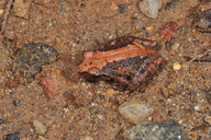 Pseudophilautus microtympanum