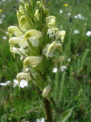 Pedicularis parryi ssp. parryi