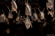 Schneider’s Leaf-nosed Bat