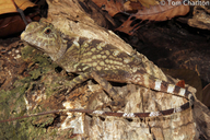 Borneo Angle-headed Dragon