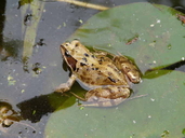 Rana temporaria