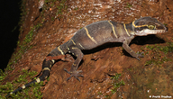 Boulenger’s Indian Gecko