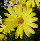 Osteospermum sp.