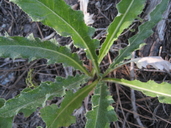 Cirsium andersonii