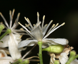 Clematis ligusticifolia