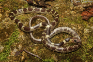 Malayan Bridle Snake