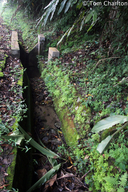 Habitat of Siamese Peninsula Pit Viper