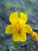 Erythranthe guttata