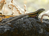 An adult male Sceloporus smithi<br /><strong>Location:</strong> Hierve El Agua (Municipality: San Lorenzo Albarradas, Oaxaca, Mexico)<br /><strong>Author:</strong> <a href="http://calphotos.berkeley.edu/cgi/photographer_query?where-name_full=Vicente+Mata-Silva&one=T">Vicente Mata-Silva</a>