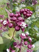 Purple Heartleaf Milkweed