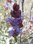 Desert Purple Sage
