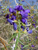 Psorothamnus schottii