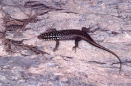 Trachylepis vezo