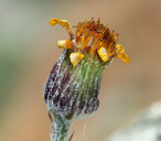 Packera werneriifolia