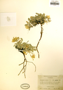 Astragalus purshii var. purshii