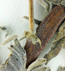 Astragalus pycnostachyus var. pycnostachyus