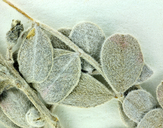 Astragalus traskiae
