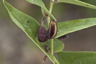 Aristolochia quercetorum