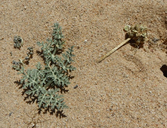 Cymopterus deserticola