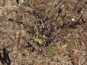 Castilleja mendocinensis