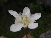 Parnassia fimbriata var. intermedia