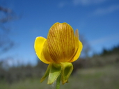 Ranunculus austro-oreganus