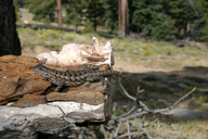 Sceloporus occidentalis