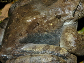Trichobatrachus robustus
