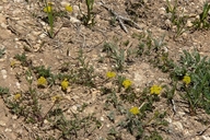 Oryoxis alpina