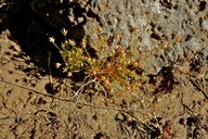 Androsace septentrionalis