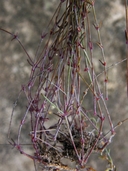 Drymaria lyropetala var. coahuilana