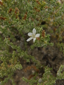 Frankenia gypsophila