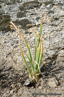 Allium marvinii