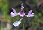 Astragalus penduliflorus