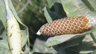 Asclepias speciosa